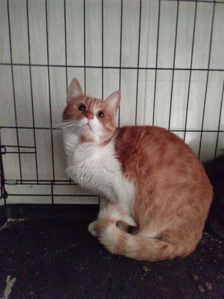 Рыжий кот Яша в дар в Москве фото 3