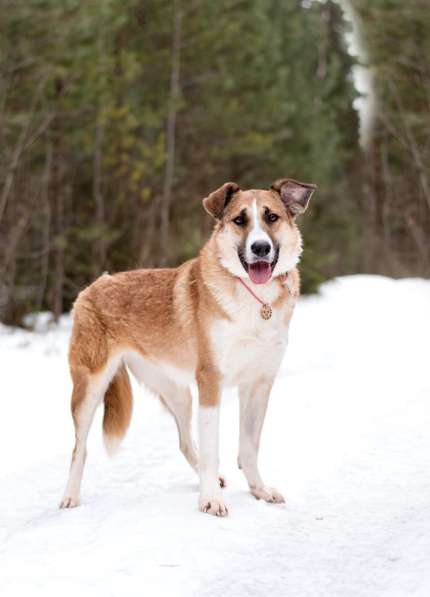 Матильда из мультфильма ищет дом в Москве фото 4