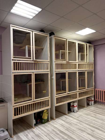 Передержка кошек. Астрахань в Астрахани