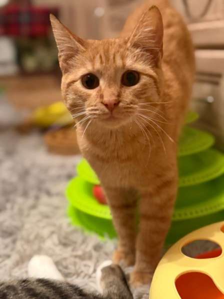 Хороший ласковый котёнок-рыжик в Санкт-Петербурге фото 9