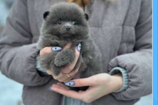 Pomeranian spitz. Lilac girl
