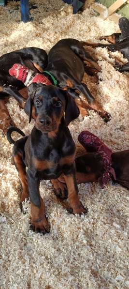 Щенки добермана от титулованных родителей в Санкт-Петербурге фото 4