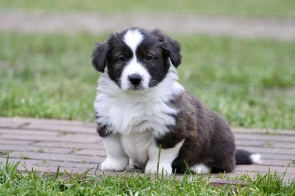 Вельш корги кардиган