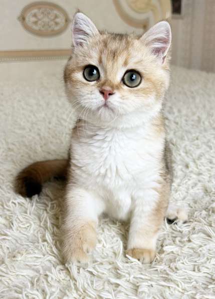 Британский мальчик в окрасе ny11 в Москве фото 5