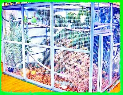 Разведения и продажа попугаев и канареек в Москве