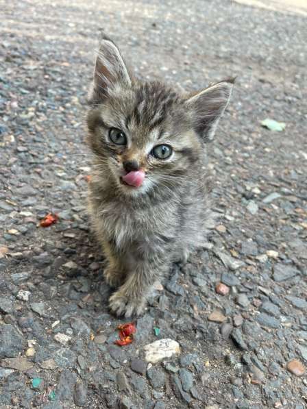 Котята в Оренбурге фото 3