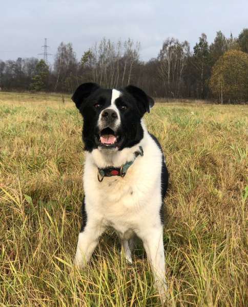 Белый Бим чёрное ухо в Москве фото 6