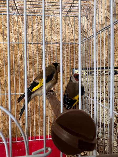 Продам птицу, канарейка (золотая чечетка в Махачкале