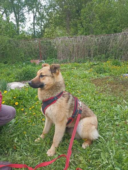 Щенок подросток Тёма ищет дом и семью в Москве фото 4