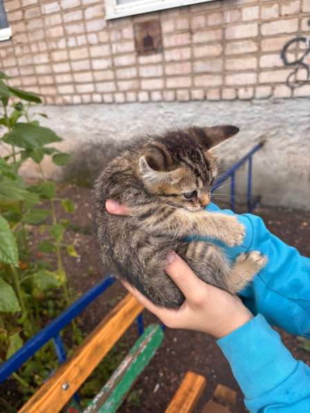 Котенок в Стерлитамаке