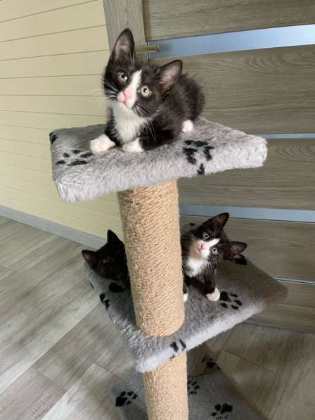 Котята в добрые руки в Иркутске