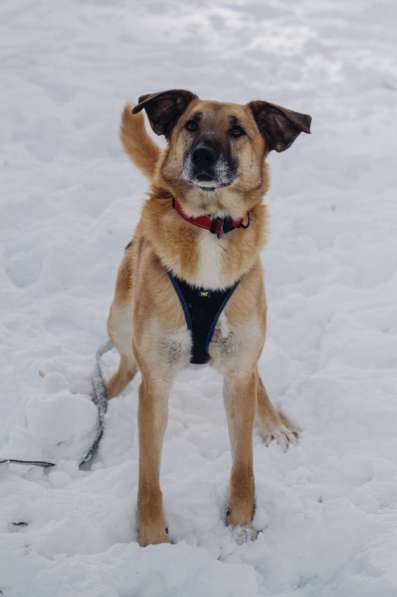 Собака Эльза