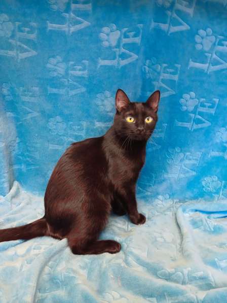 Весёлая чёрная кошечка с добрым сердцем в Санкт-Петербурге фото 4