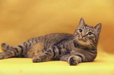 Отдам даром Василиус - эрмитажный кот в Санкт-Петербурге фото 4