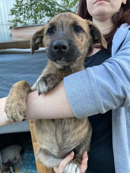 Щенки отдаю бесплатно в Самаре фото 3