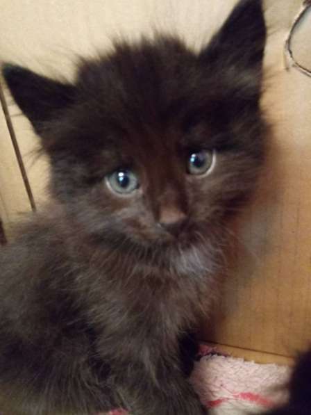 Котята даром в Тюмени фото 10