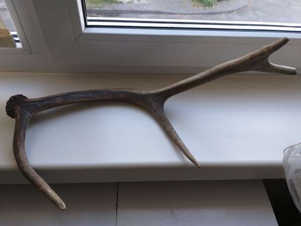 Рога Оленя из Беловежской Пущи, 45см длина рога