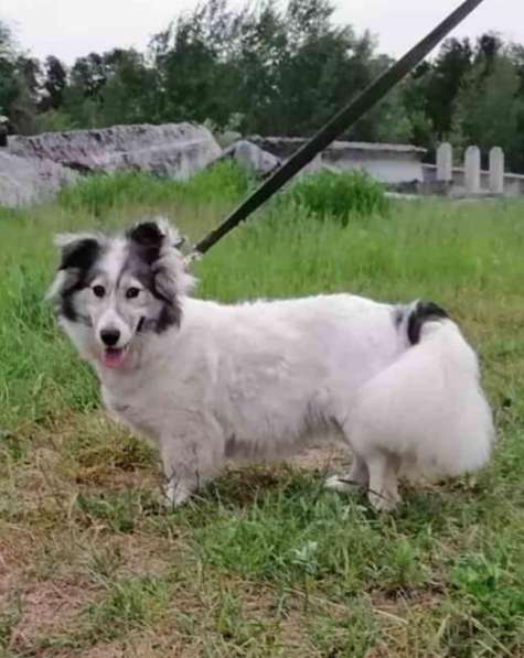 Маленькая пушистая и очень ласковая собачка в Санкт-Петербурге фото 14