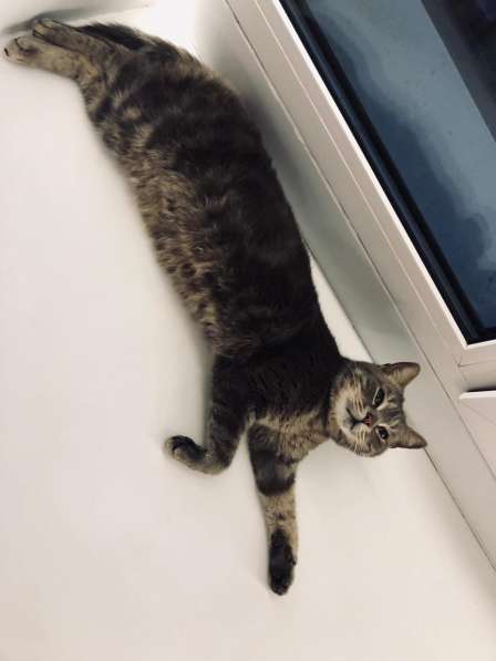 Котик ищет дом в Томске