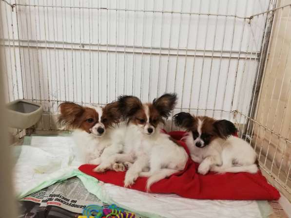 Щенки папильона