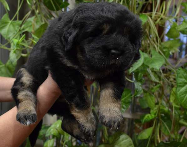 Тибетский мастиф - лучший страж на территории в Москве фото 76