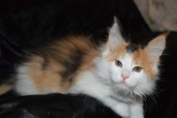 Питомник придлагает котят Мейн-кун в фото 5