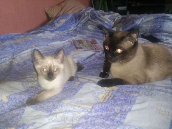 Тайский ( Меконский бобтеил )