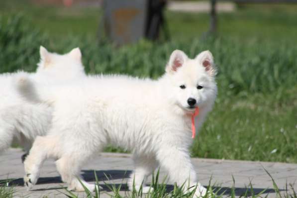 Щенки БШО в Москве фото 42