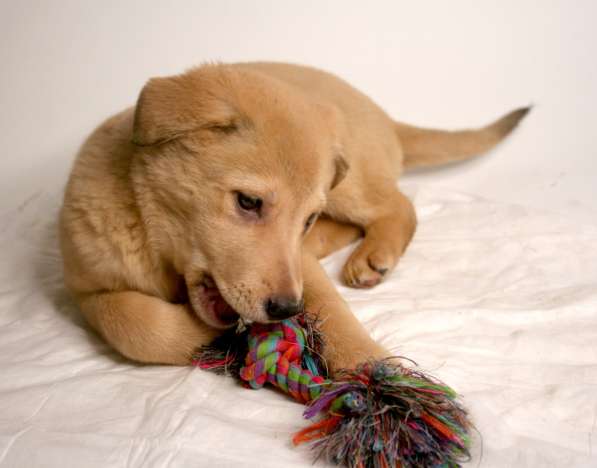 3 щенка метиса в добрые руки в Москве фото 9