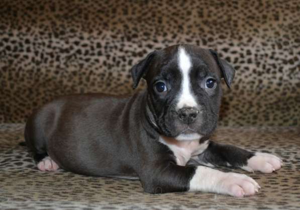 Шикарные Амстаффики мальчики и девочки ркф в Москве фото 12