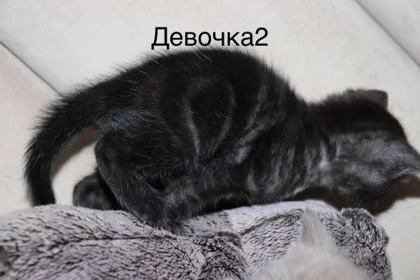 Британские мраморные котята табби в Красноярске фото 6