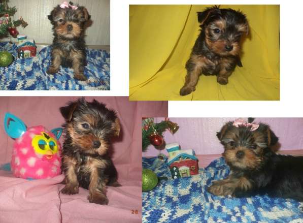 Йоркширский терьер. вязка в Новосибирске фото 7