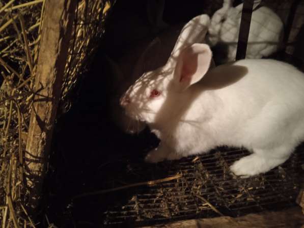 Продам кроликов породы паннон в фото 5