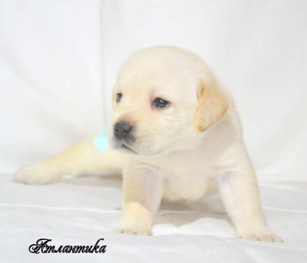 Щенки лабрадора из питомника в Белгороде фото 30