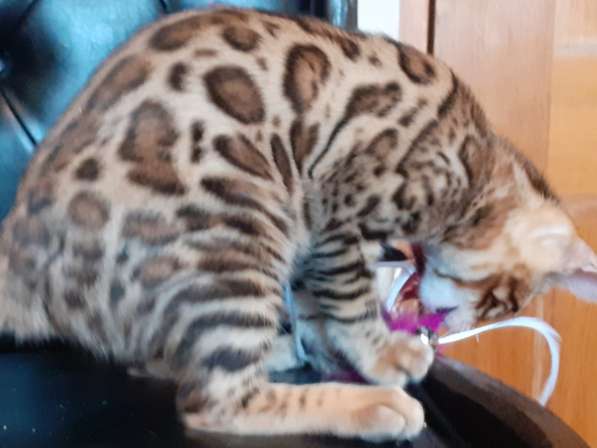 Бенгальская девочка в Москве фото 9