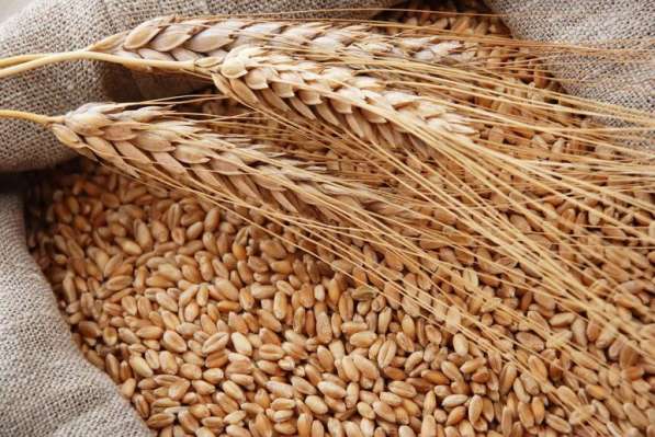Продам зерно пшеницы урожай 2023 цена 12,00руб/кг