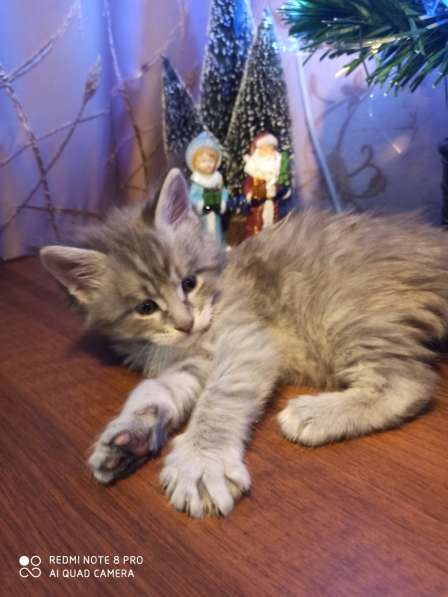 Продажа котят мейн кунов в Снежинске фото 13