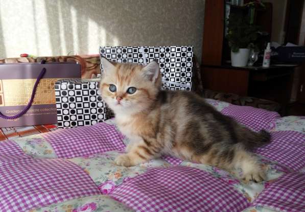 Британские котята в Санкт-Петербурге фото 7