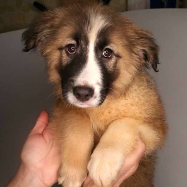 3 щенка метиса в добрые руки в Москве фото 15