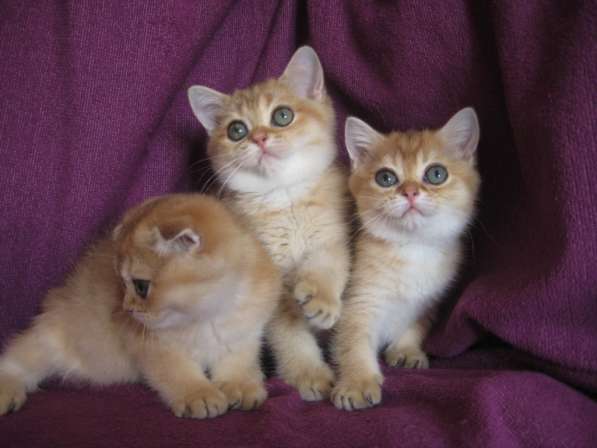 Золотые шотландские котята в Казани фото 3