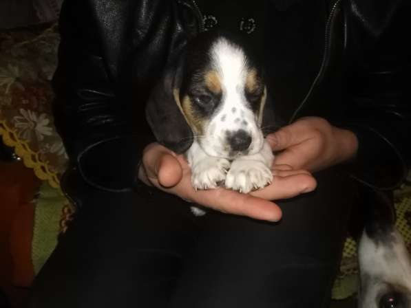 Продаются щенки Бигля в Ростове-на-Дону фото 12