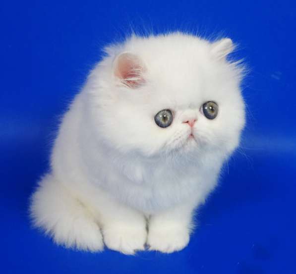 Персидский котенок белого окраса с медными глазами в Москве фото 6