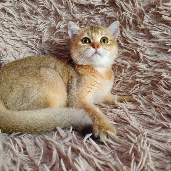 Scottish gold SFS71 ny 11 в Рязани фото 5