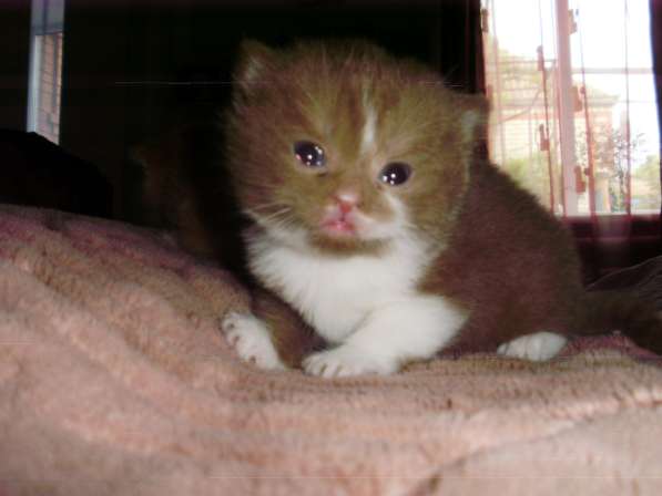 Британский котенок редкого окраса в Краснодаре фото 8