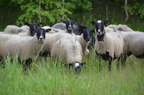 Племенные овцы породы Романовская (Скот из Европы) в Красноярске