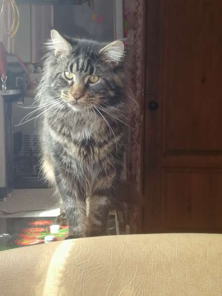 Вязка мей кун в Сухом Логе фото 12