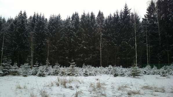 !НОВОГОДНЕЕ ПРЕДЛОЖЕНИЕ! 75 соток,со своим еловым лесом,домо в Смоленске фото 8