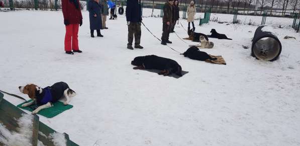 Дрессировка собак в Москве фото 9