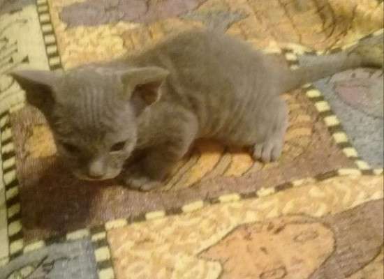 Донской сфинкс в фото 7