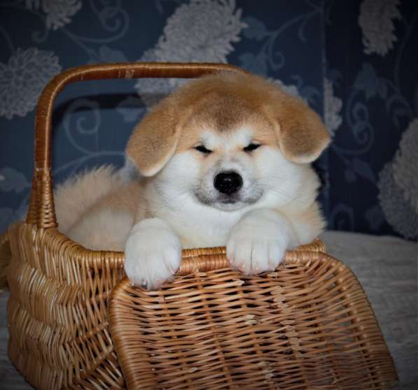 Щенки Акита-ину в Москве фото 15